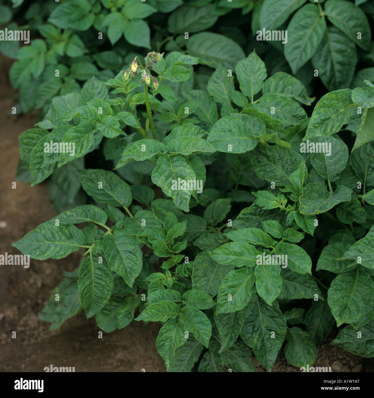 Severe symptoms of potato virus A PVA on potato crop foliage Scotland
