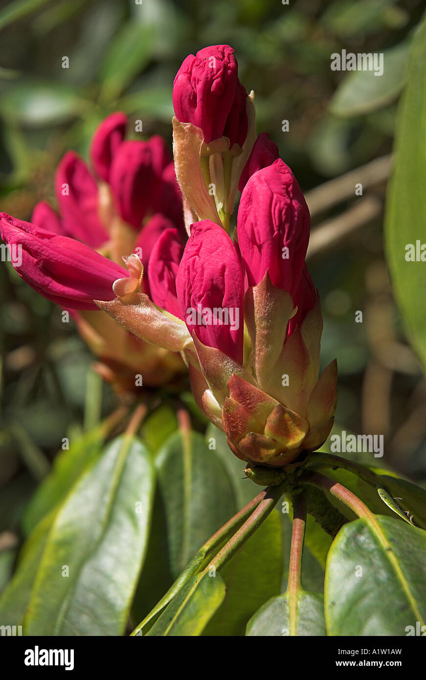 rhododendren buds Stock Photo