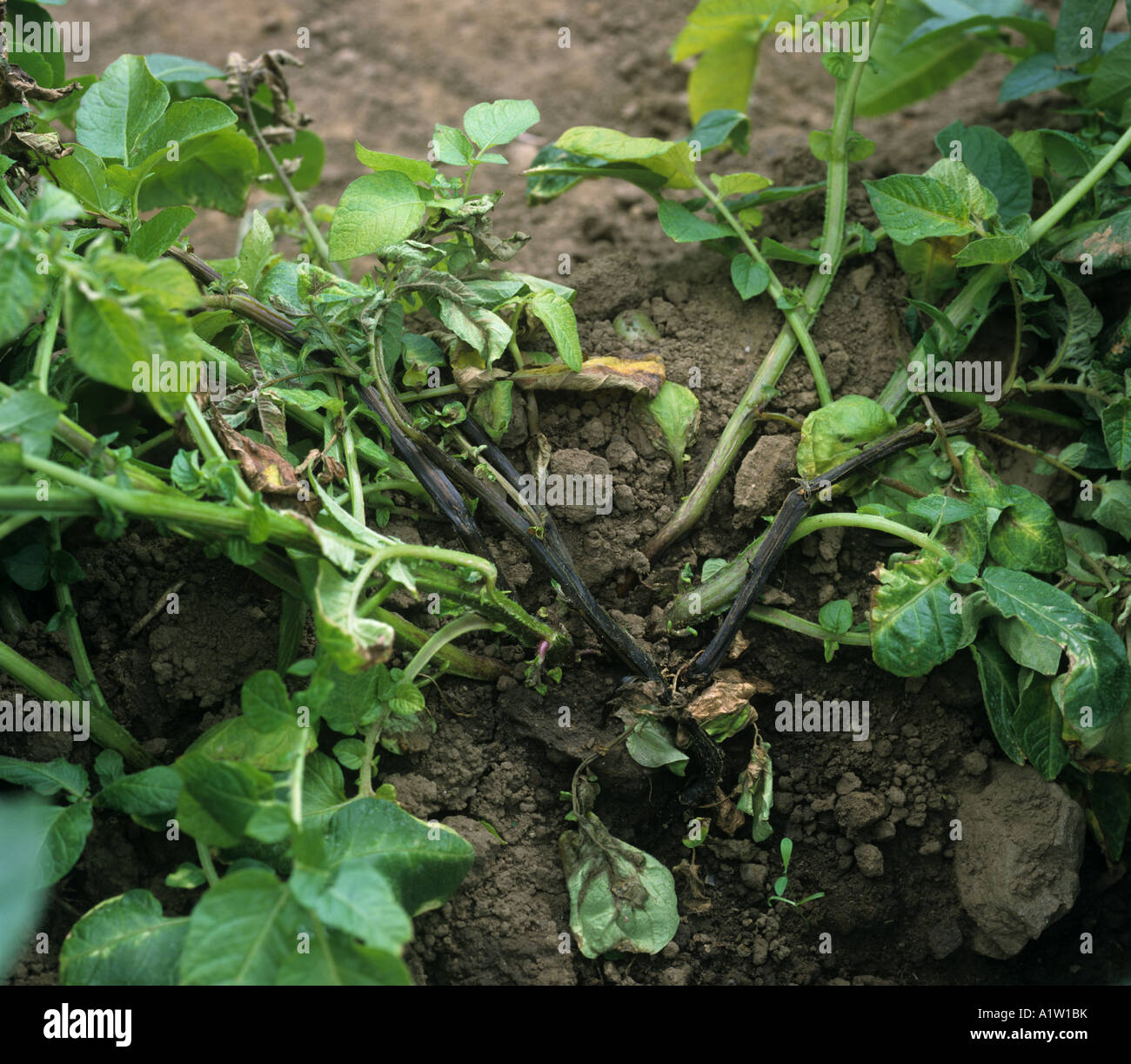 Blackleg plant disease hi-res stock photography and images - Alamy