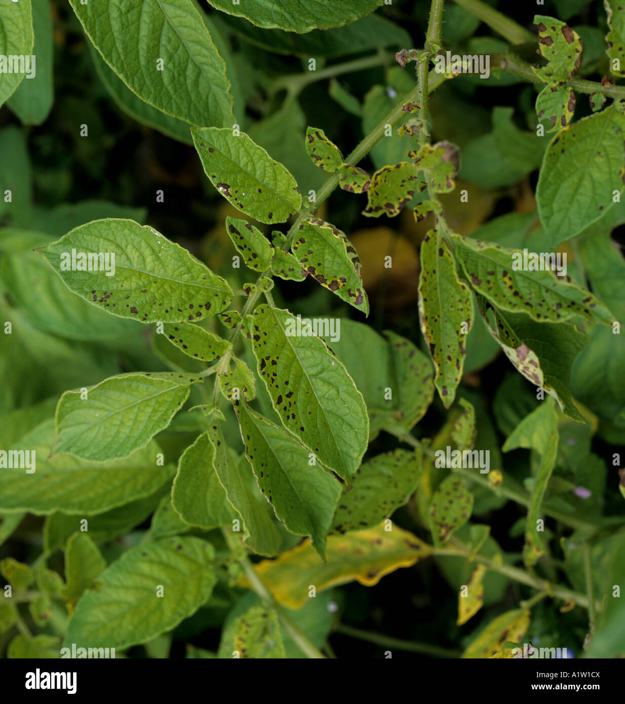 Manganese deficiency symptoms on potato foliage Devon Stock Photo