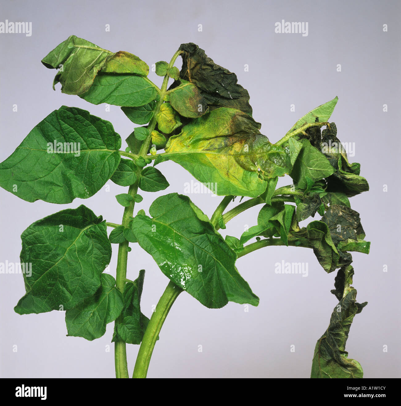 Frost damage to potato foliage Stock Photo Alamy