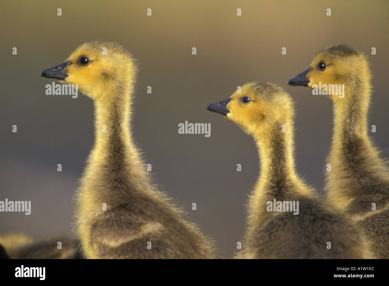 canada goose golden goose canada goose golden goose