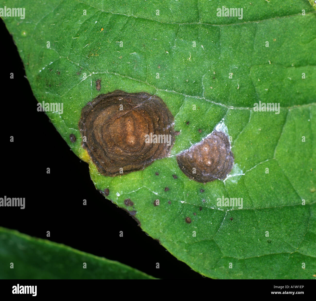 Potato early blight Alternaria alternata target spot lesion on a potato leaf Stock Photo