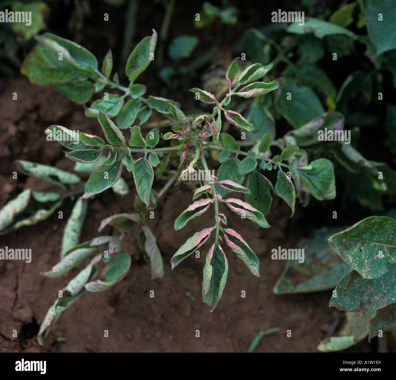 Discolouration and distortion of leaves caused by aster yellows on potato Canada Stock Photo