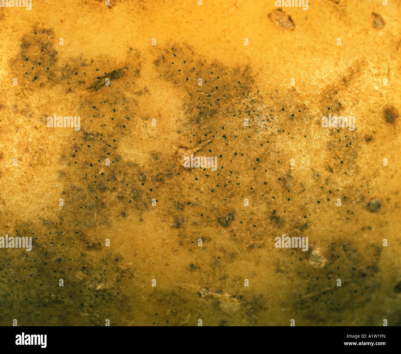 Black dot Colletotrichum atramentarium pycnidia and discolouration on potato tuber surface Stock Photo