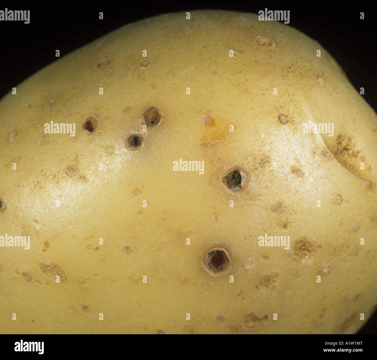 Wireworm Agriotes spp damage holes in potato tuber Stock Photo - Alamy