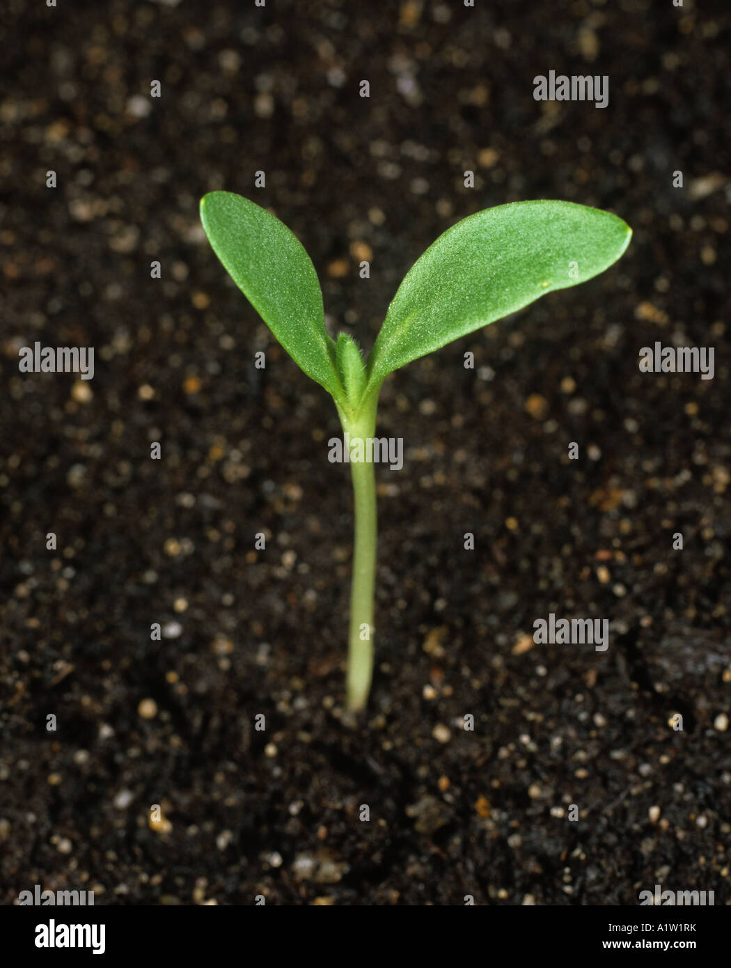 Corn cockle Agrostemma githago seedling plant Stock Photo