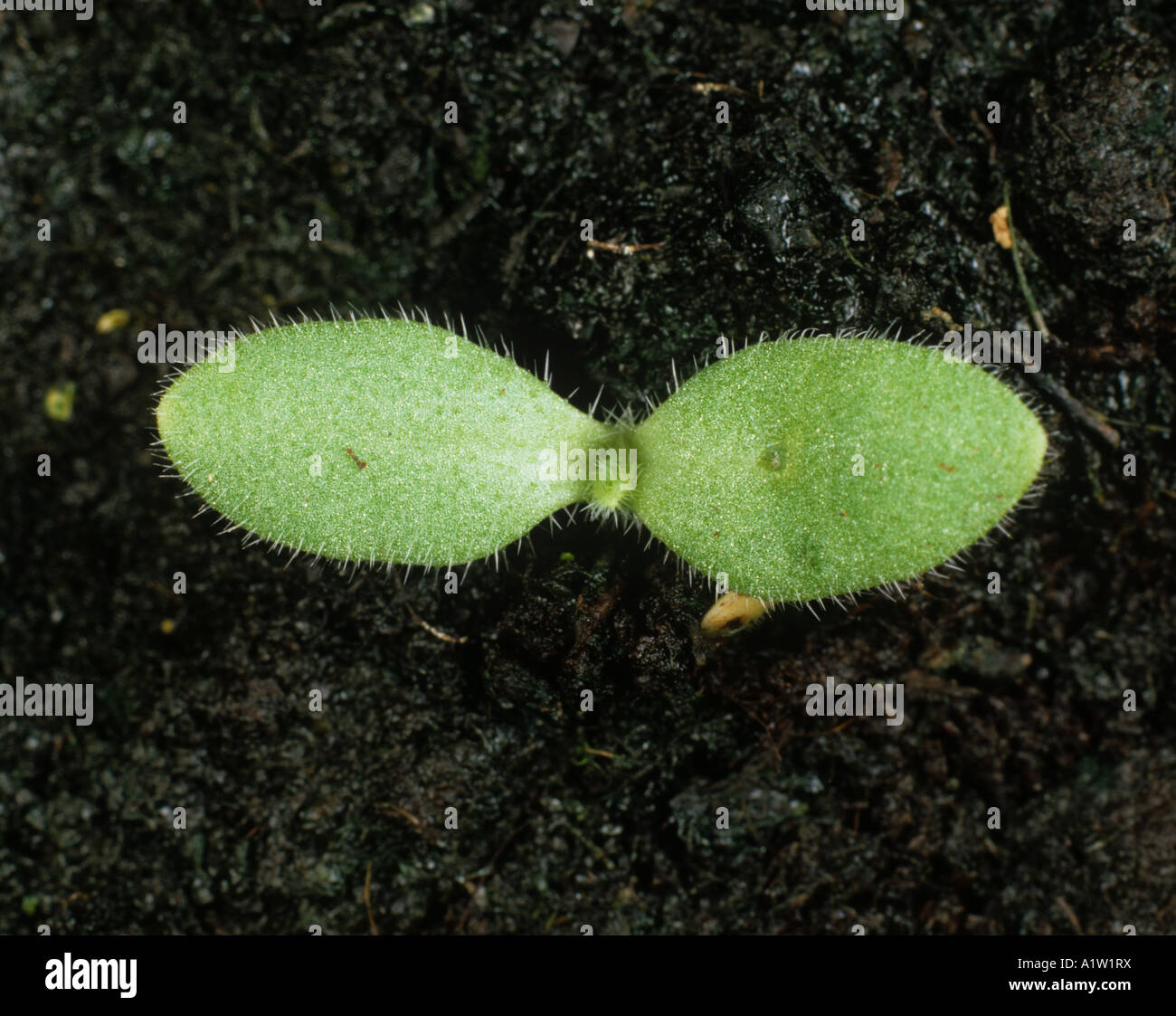 Vipers bugloss Echium vulgare seedling cotyledons Stock Photo