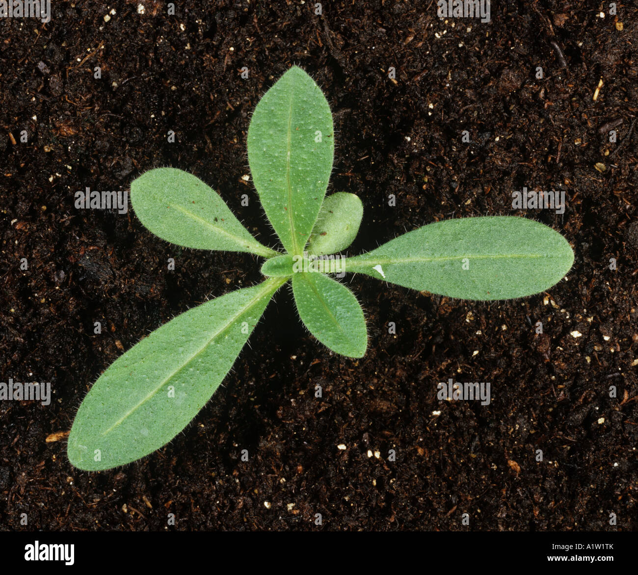 Vipers bugloss Echium vulgare seedling with four true leaves Stock Photo
