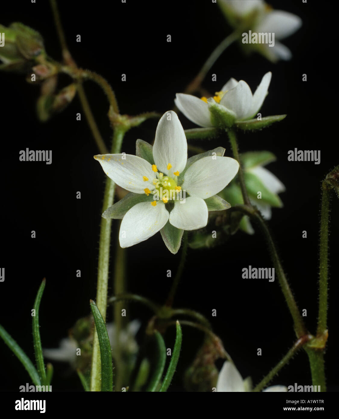 Corn spurrey Spergula arvensis flower Stock Photo