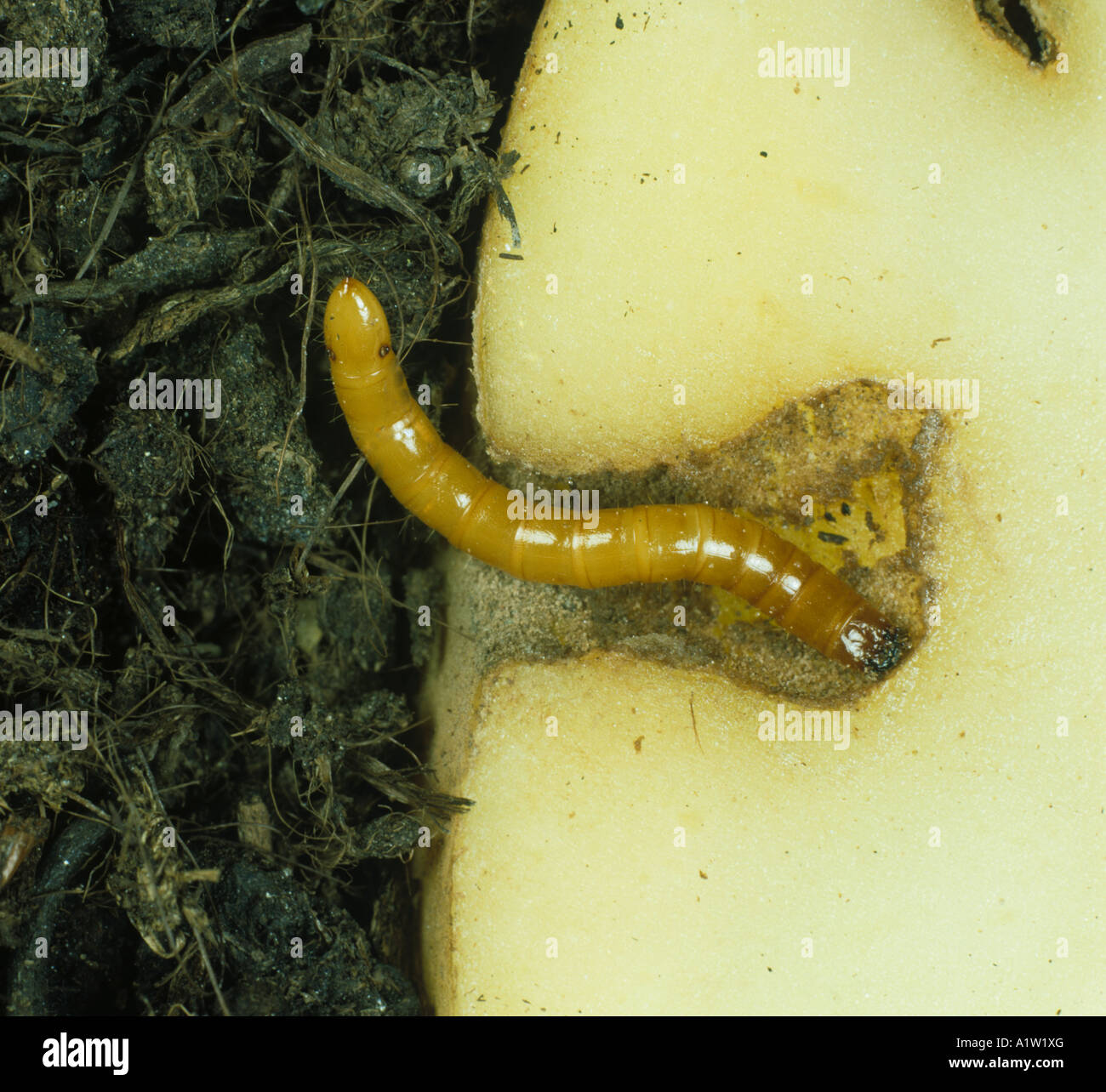 Wireworm Agriotes sp click beetle larva feeding on potato tuber Stock