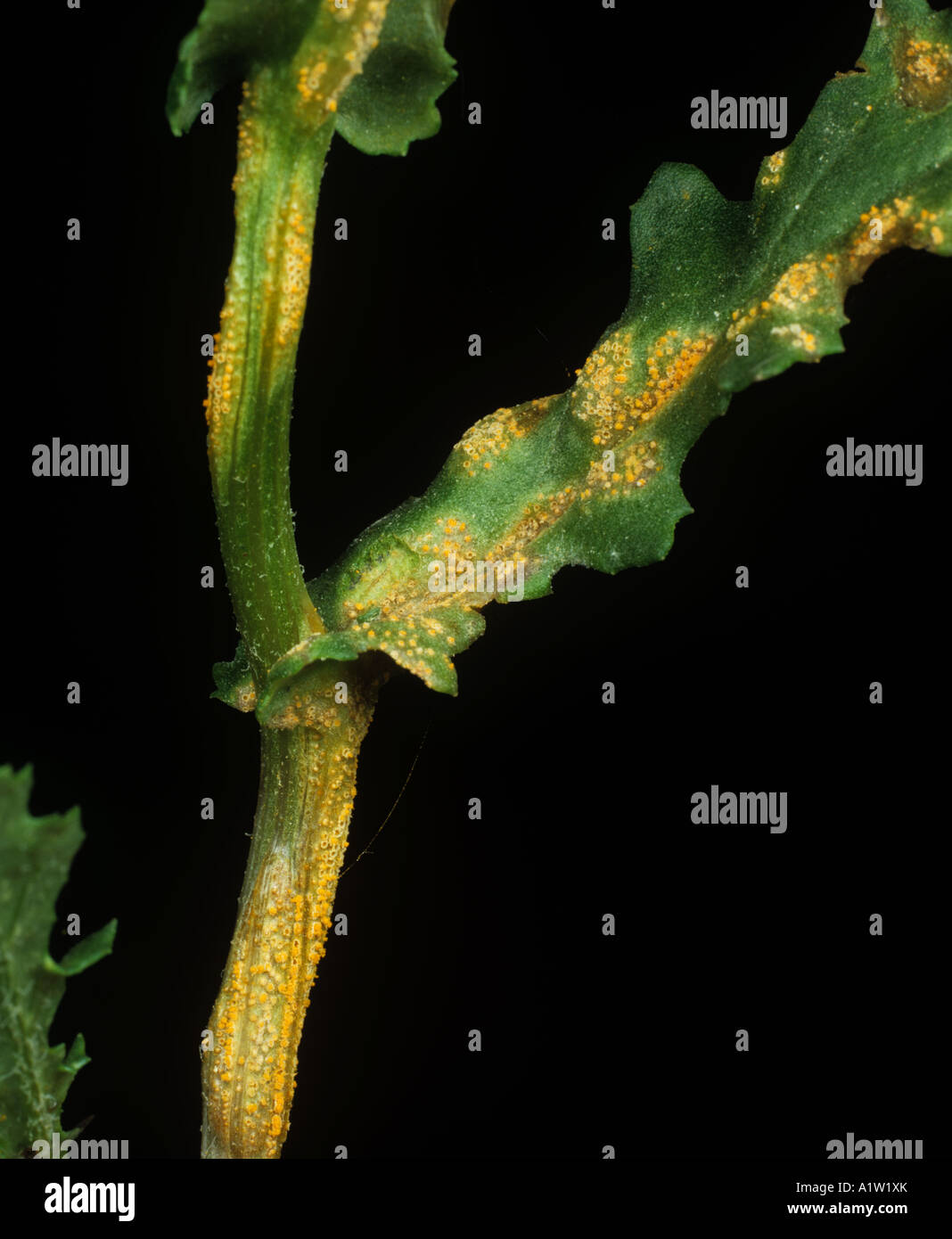 Rust Puccinia lagenophorae pustules on groundsel Senecio vulgaris leaf stem Stock Photo
