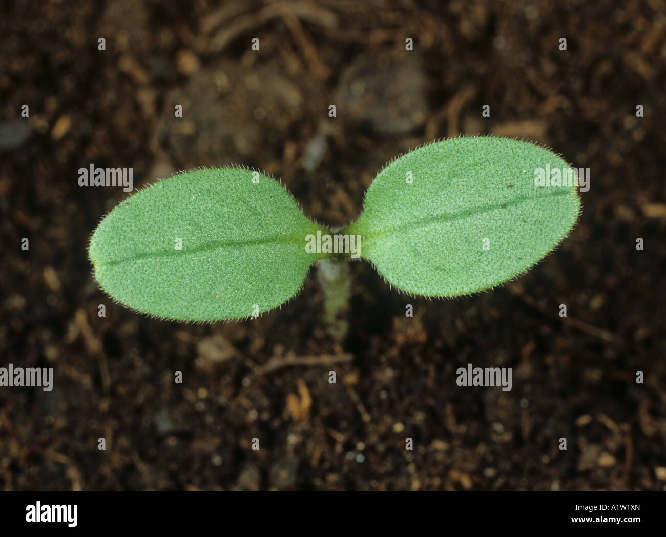Field gromwell Lithospermum arvense seedling cotyledons only Stock Photo
