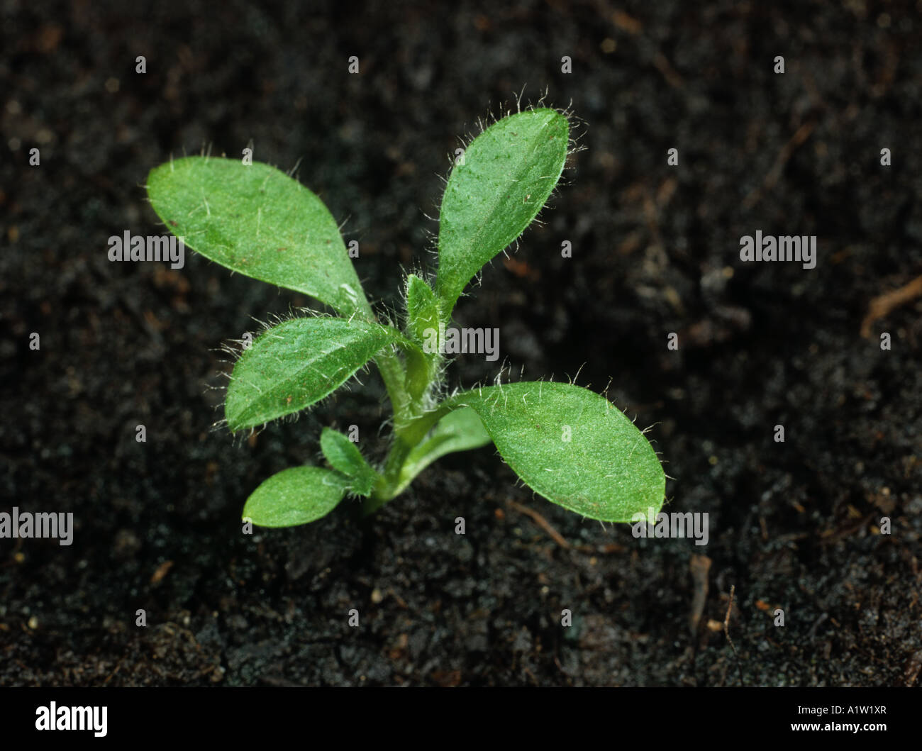 Common mouse ear Cerastium fontanum seedling plant with four true leaves Stock Photo