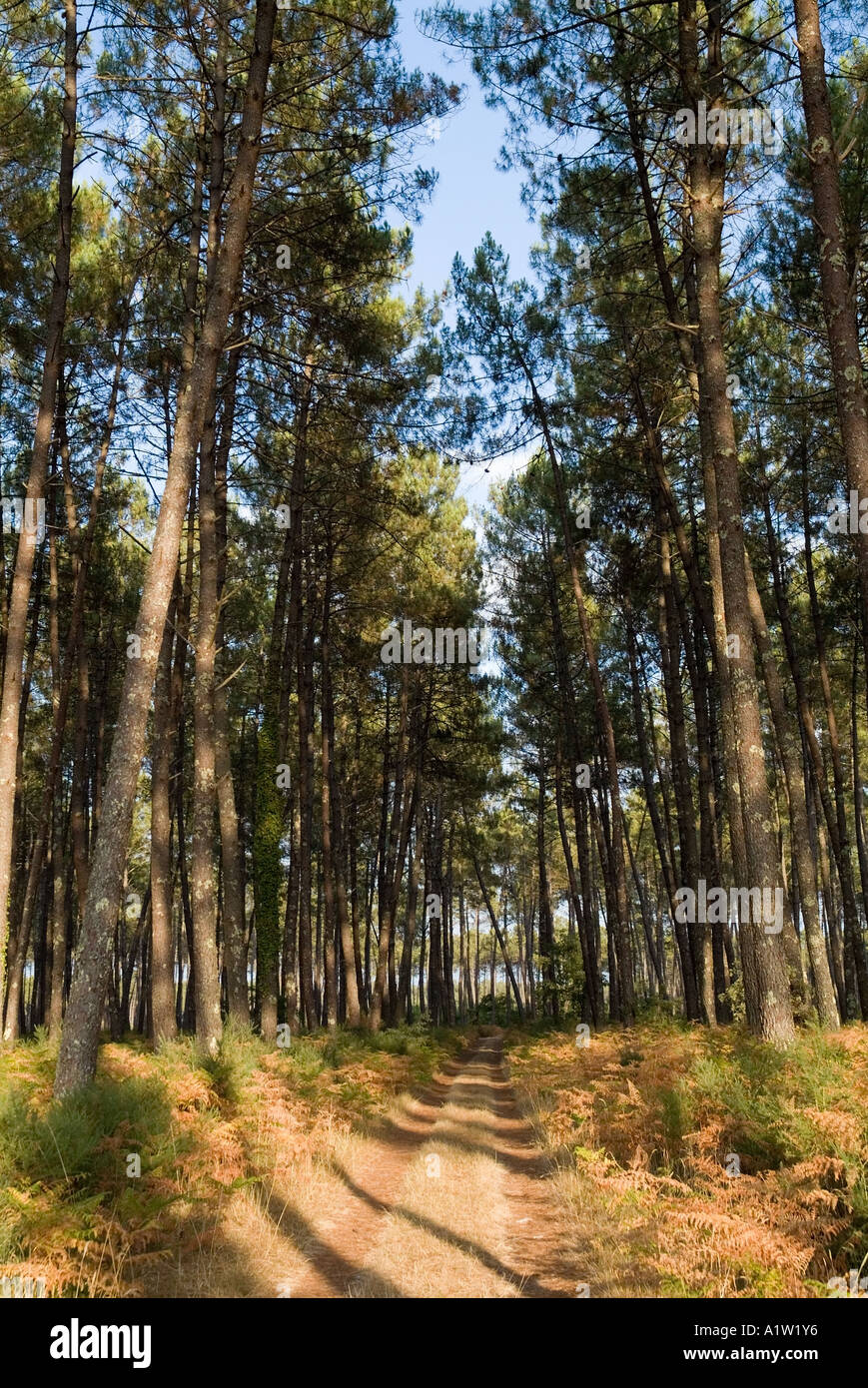 Forest path - Trees along a forest pathway in the Landes forest, Aquitaine, France Stock Photo
