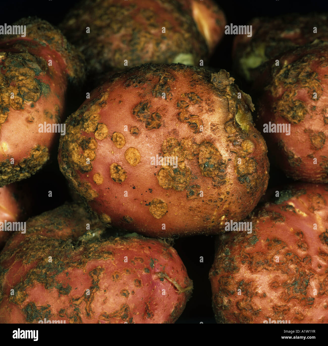 Potato scab Streptomyces scabies deformed potato tuber with raised