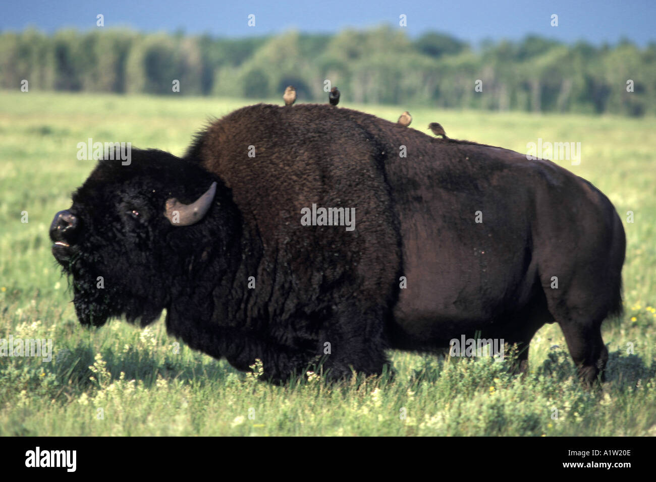 Adult bull American Bison buffalo Bos bison with Brown headed Cowbird