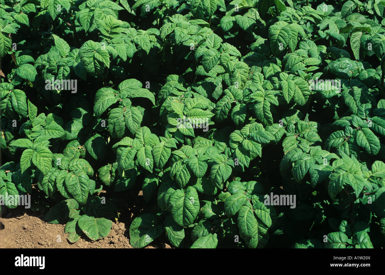 Potato crop plant off type a genetic variation Scotland Stock Photo