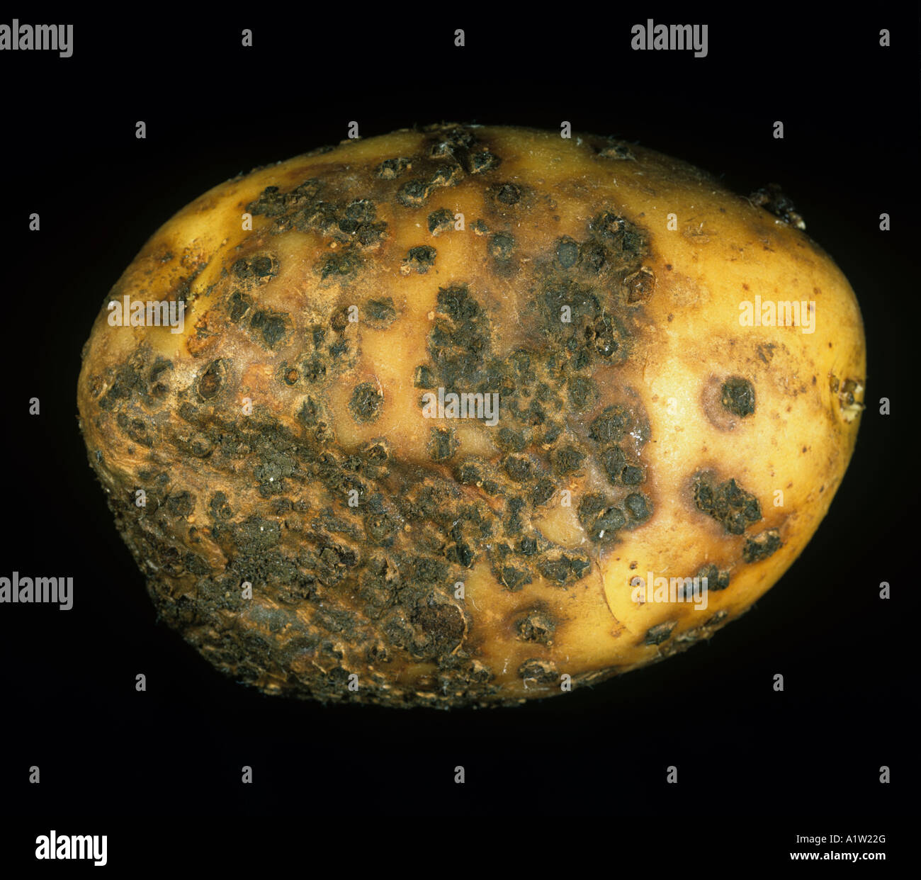Powdery scab Spongospora subterranea severe inection and lesions on a potato tuber Stock Photo