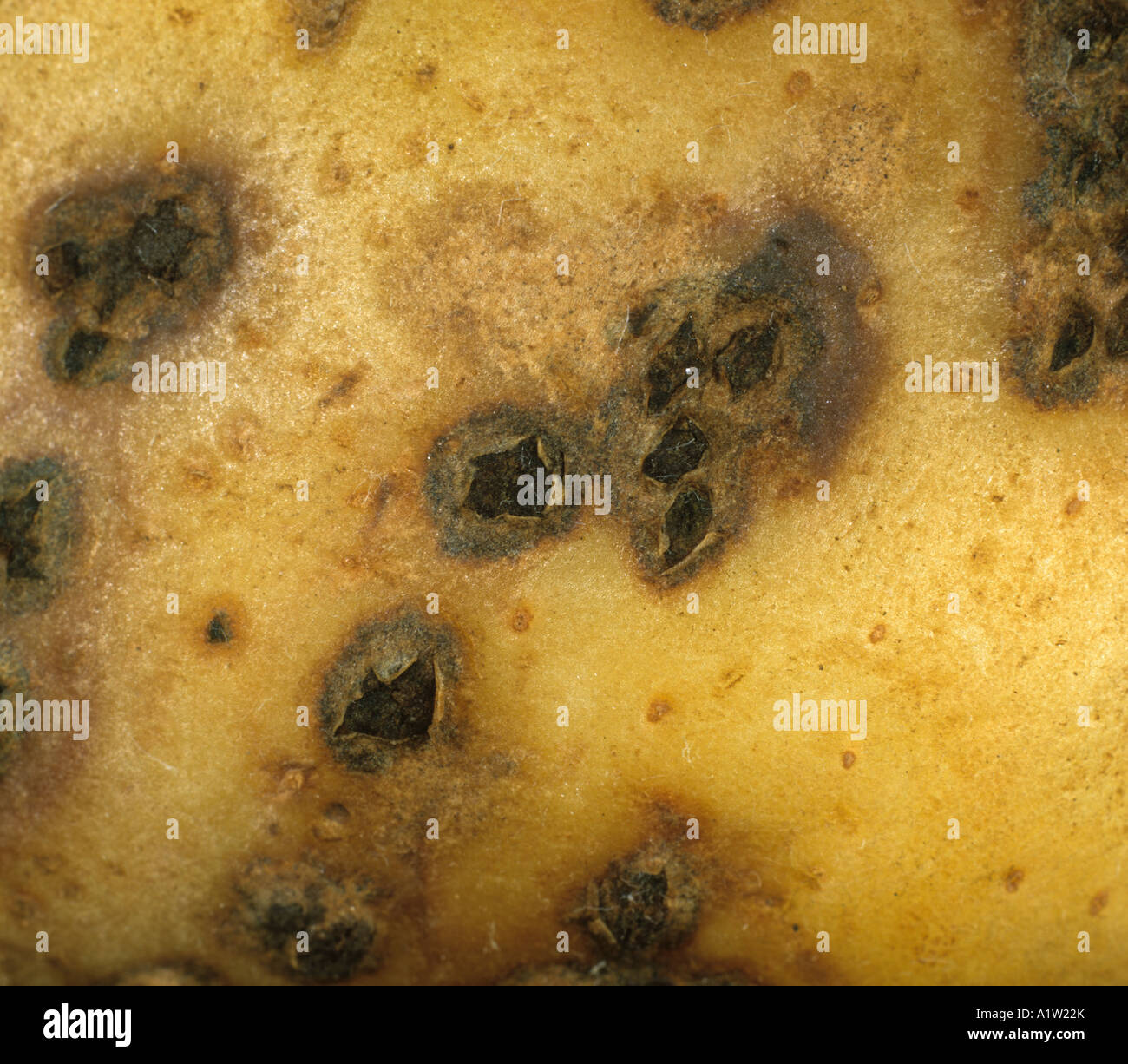 Powdery scab Spongospora subterranea lesions on a potato tuber Stock Photo