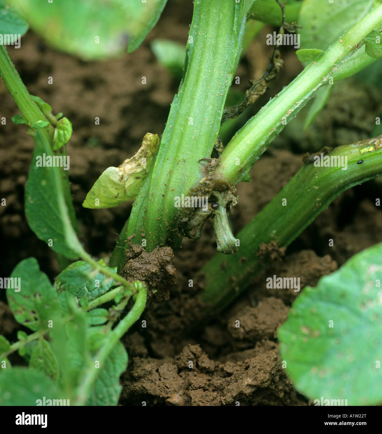 European Corn Borer Life Cycle