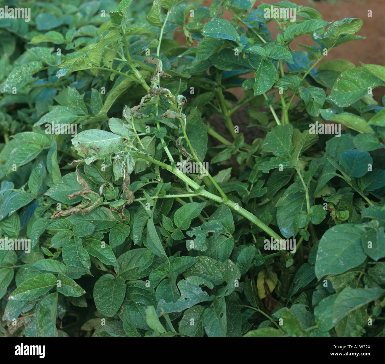 European corn borer Ostrinia nubialis damage caused to potato plant by