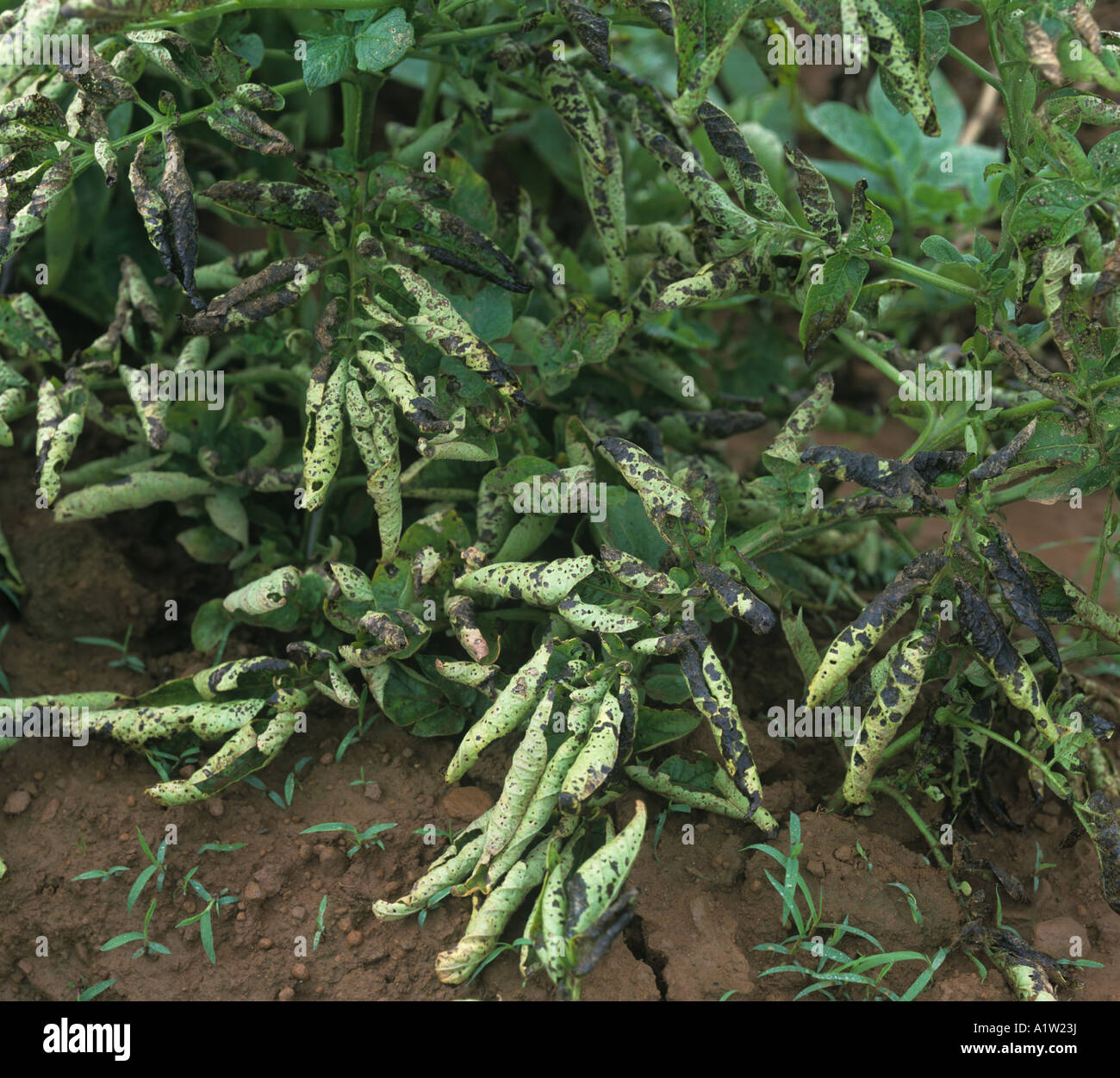 Severe potato early blight Alternaria alternata with potato leaf roll