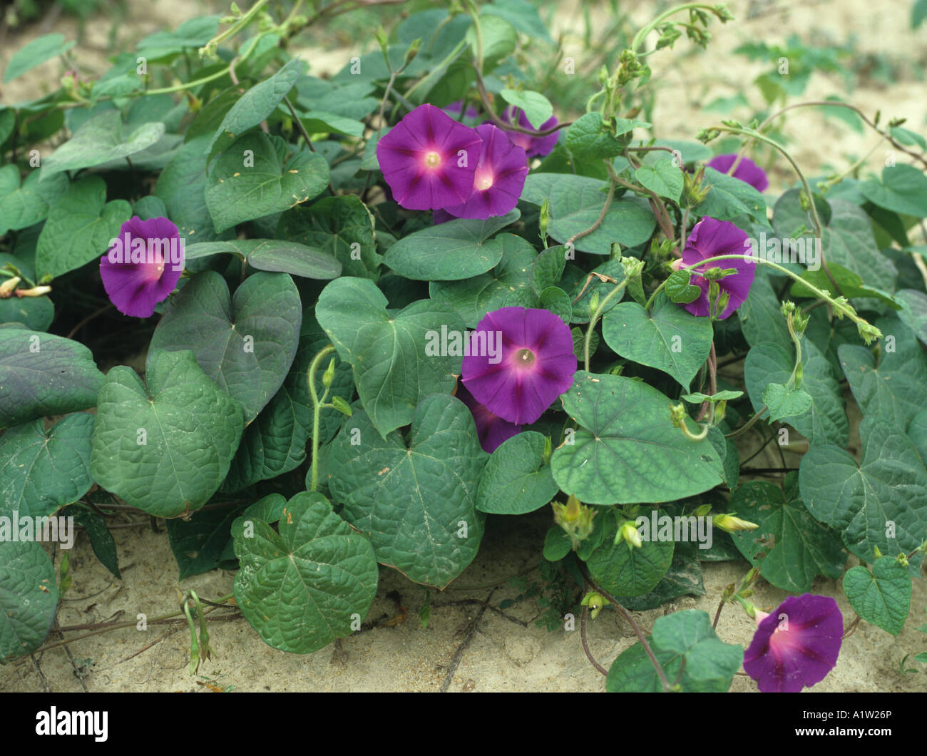 Purple morning glory Ipomoea purpurea flowering plant Stock Photo