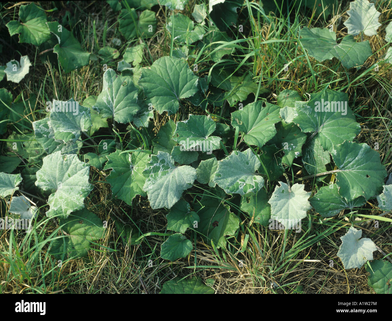 Coltsfoot Tussilago farfara leaves of plants in waste ground Stock Photo