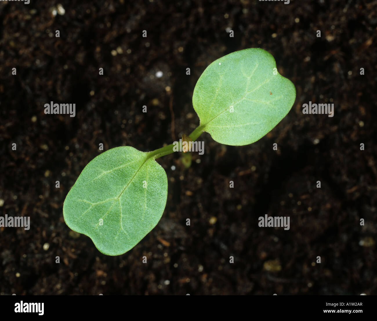 Field bindweed Convolvulus arvensis seedling cotyledons only Stock