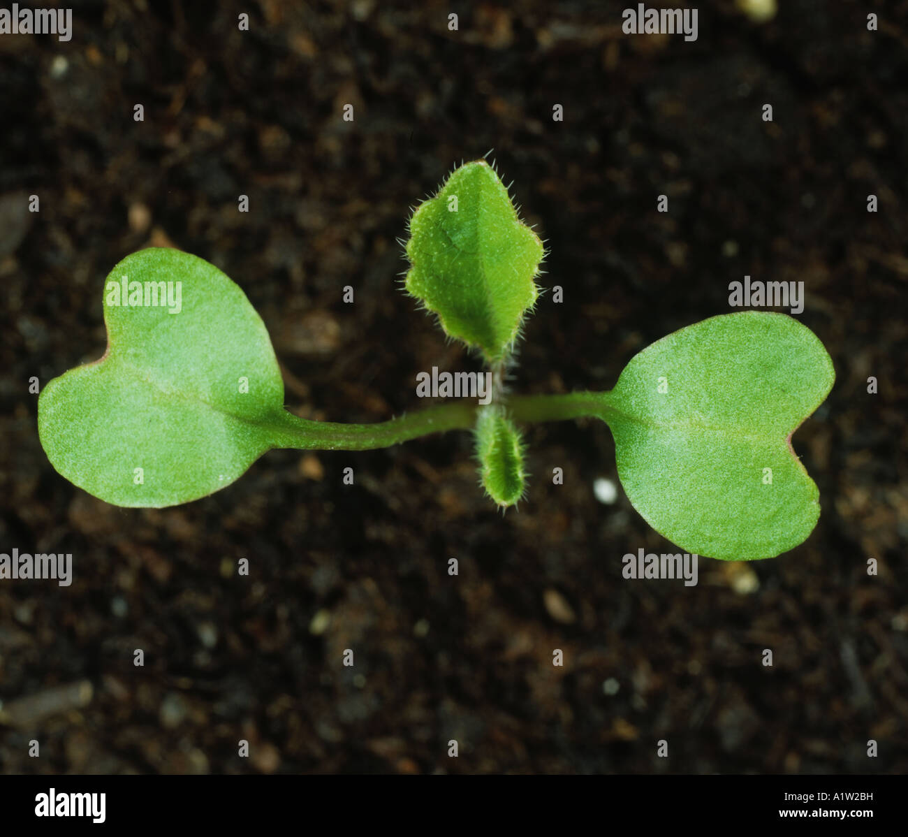 Wild radish or runch Raphanus raphanistrum seedling cotyledons and
