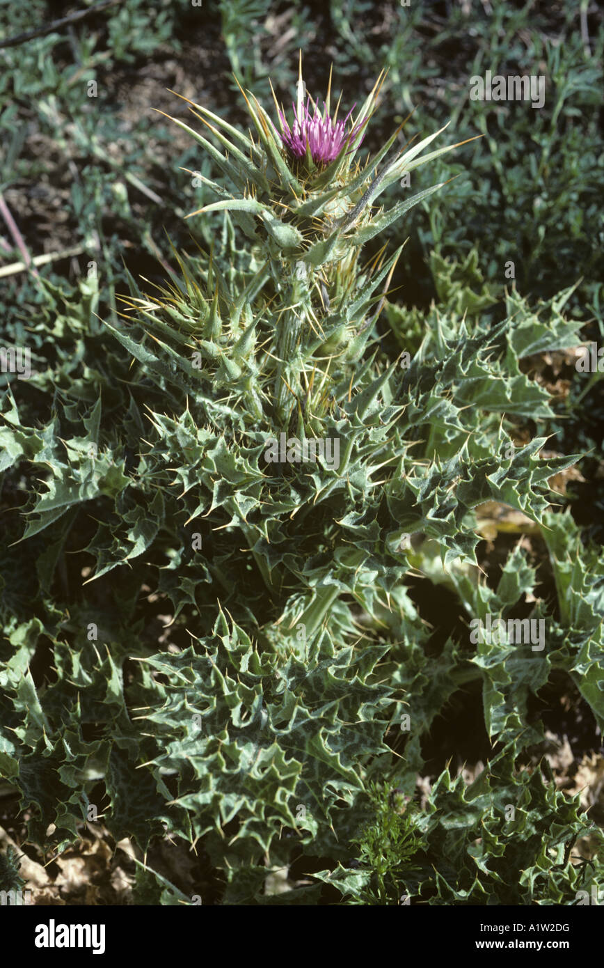 St Marys thistle Silybum maranianum flowering plant Spain Stock Photo