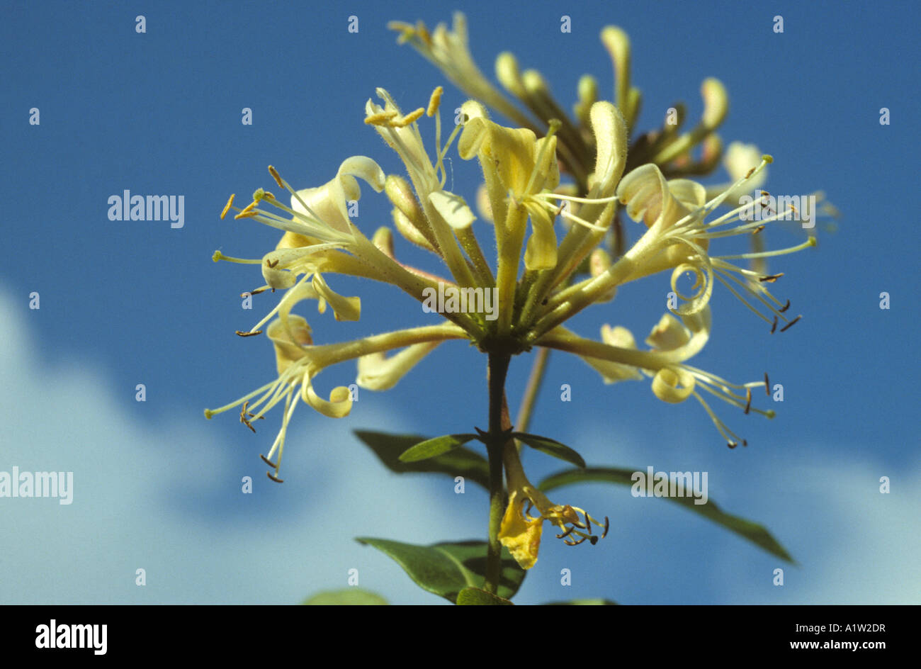 Honeysuckle Lonicera periclymenum flower against blue sky Stock Photo