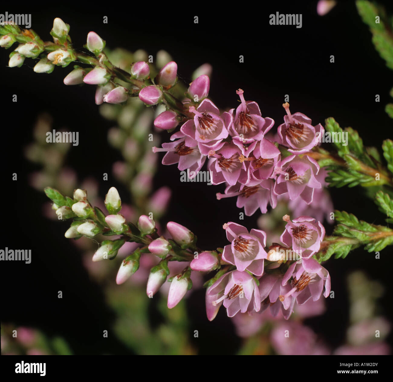 Heather Calluna vulgaris flowers and leaves against a black background Stock Photo