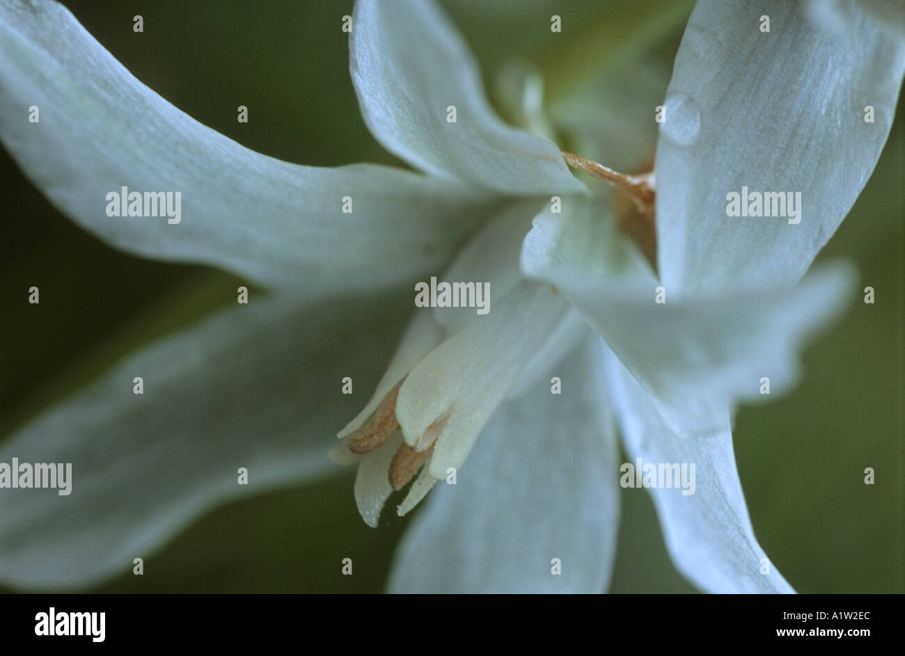 Spring flower white Chionodoxa forbesii Stock Photo