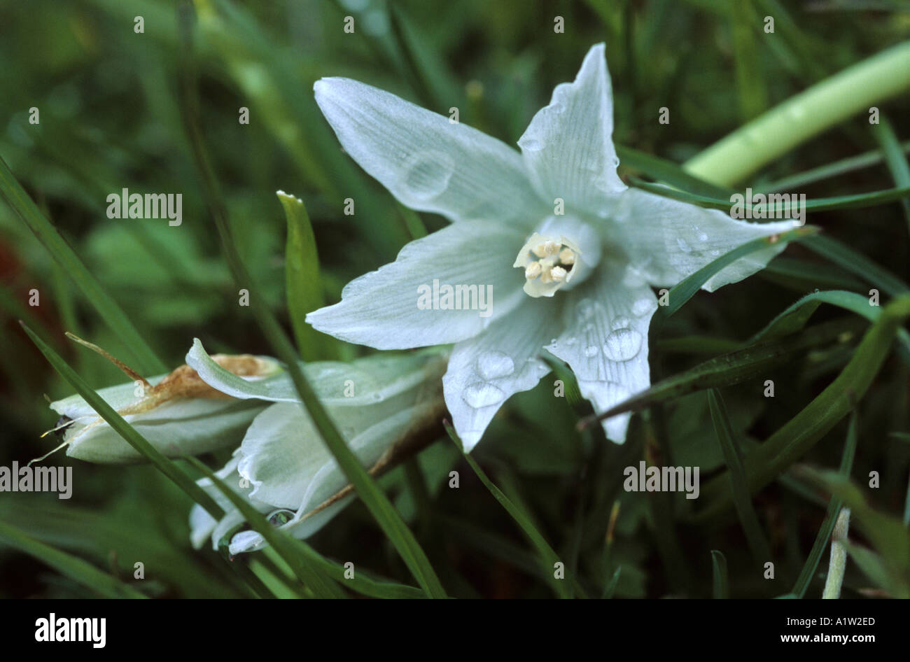 Spring flower white Chionodoxa forbesii Stock Photo