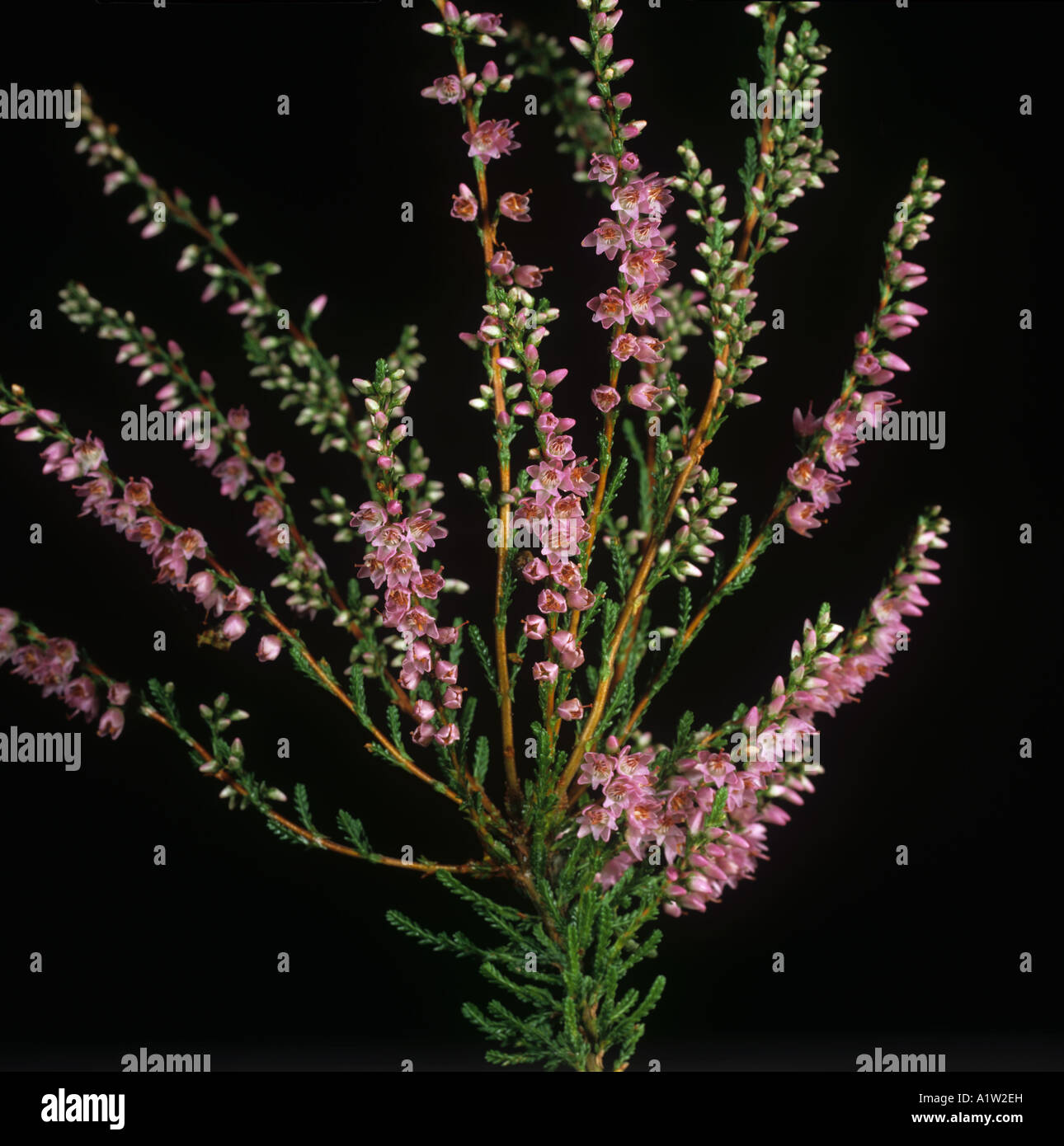 Heather Calluna vulgaris flowers and leaves against a black background Stock Photo