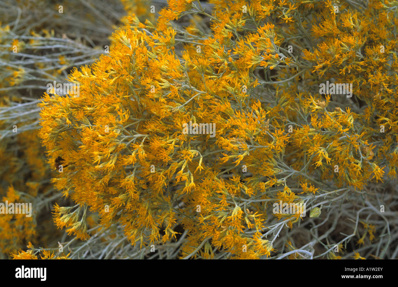 Gray rabbitbrush Chrysothamnus nauseosus flowering in a dry river bank Stock Photo