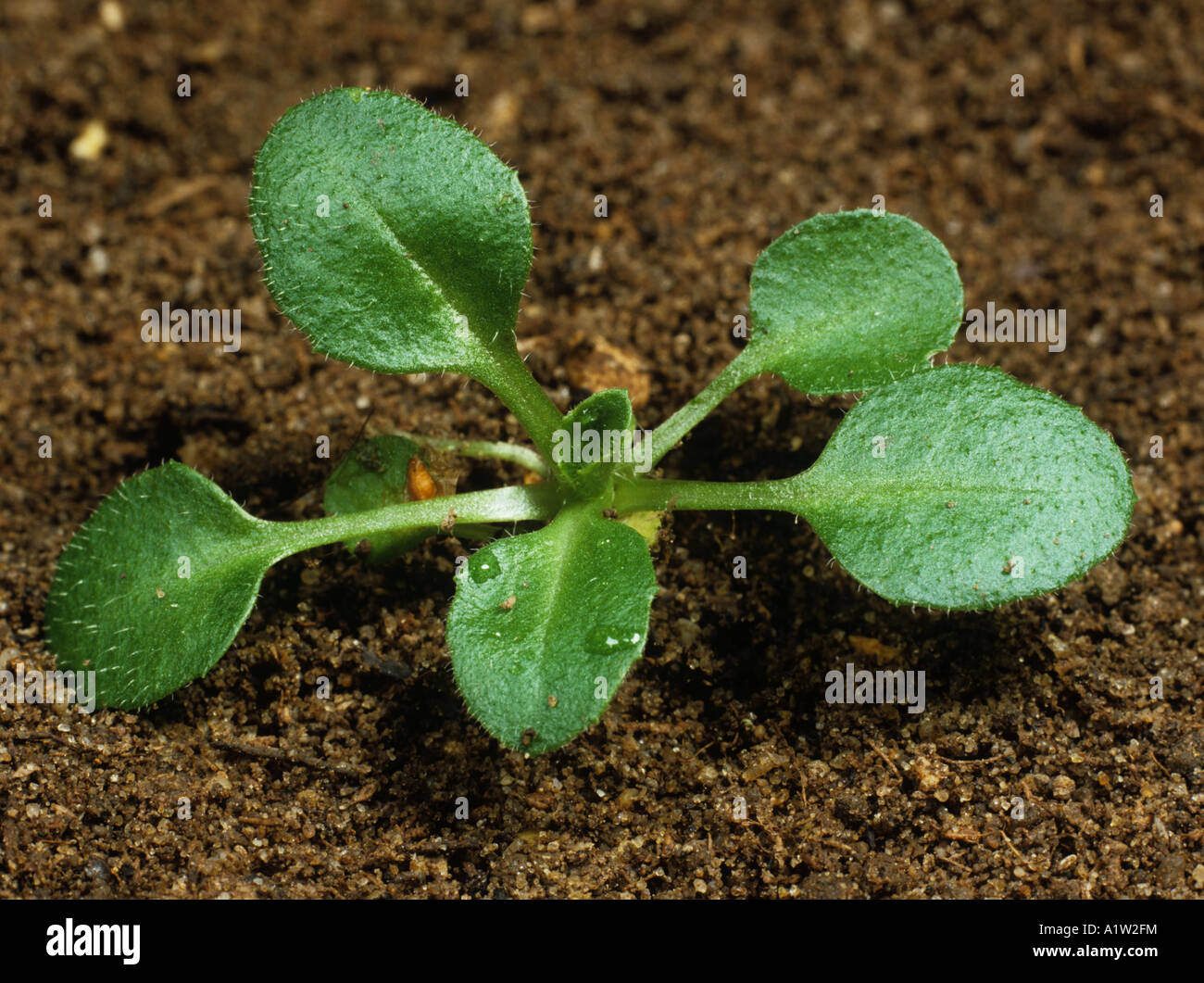 Seedling daisy Bellis perennis against a soil background Stock Photo