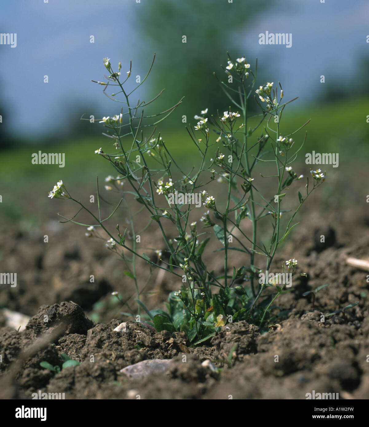 Thale cresss or mouse ear cress Arabidopsis thaliana flowering field plant Stock Photo