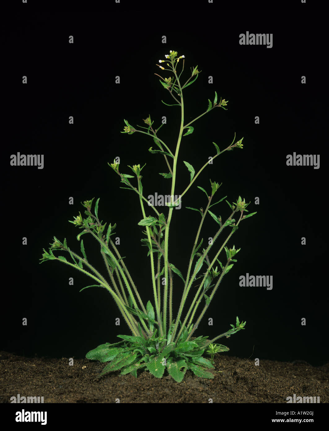 Thale cress or mouse ear cress Arabidopsis thaliana flowering plant used in genetic studies Stock Photo