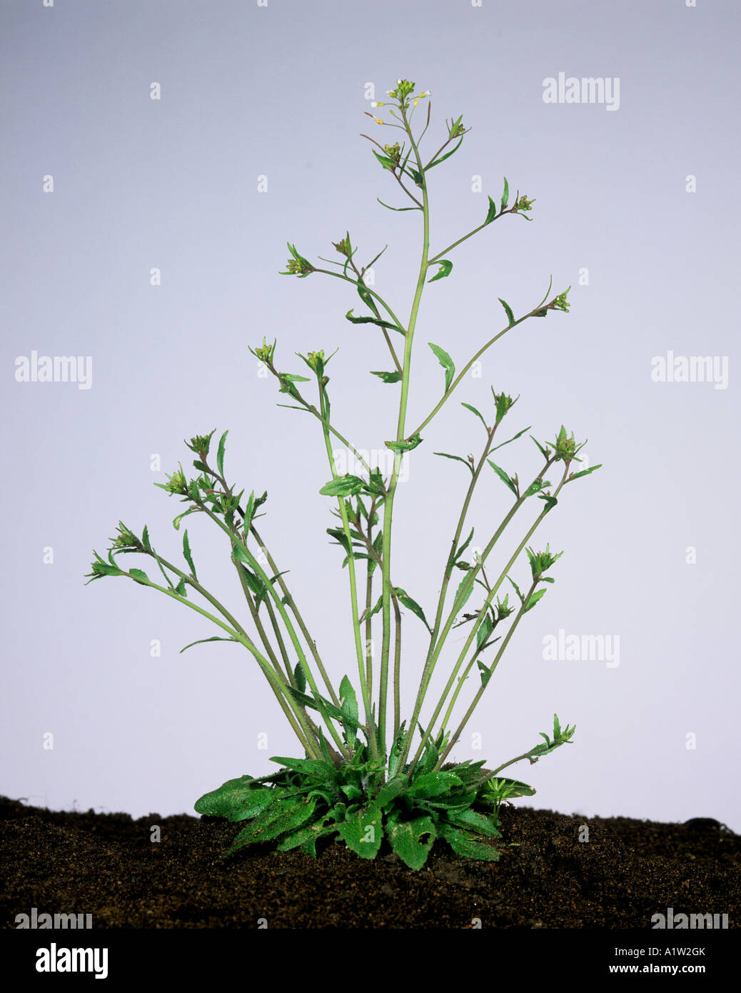 Thale cress or mouse ear cress Arabidopsis thaliana flowering plant used in genetic studies Stock Photo