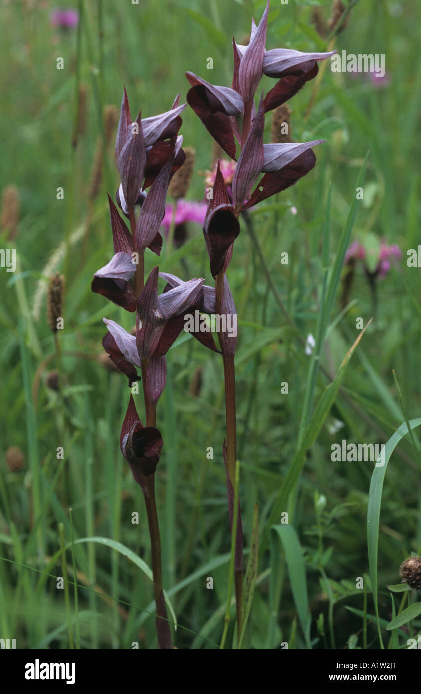 Tongue orchid Serapias lingua flowering in an Asturian meadow Stock Photo