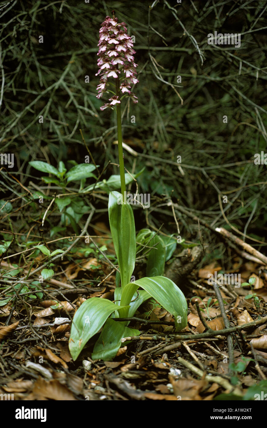 Lady orchid Orchis purpurea flowering plant in chalk downland woodland Stock Photo