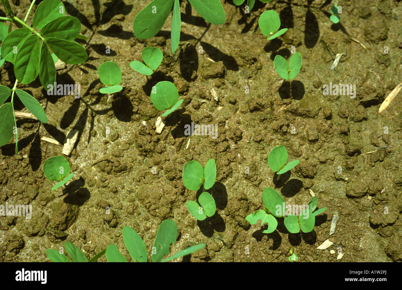 Senna sickle or sicklepod Senna tora self seeding arable weed seedlings Stock Photo