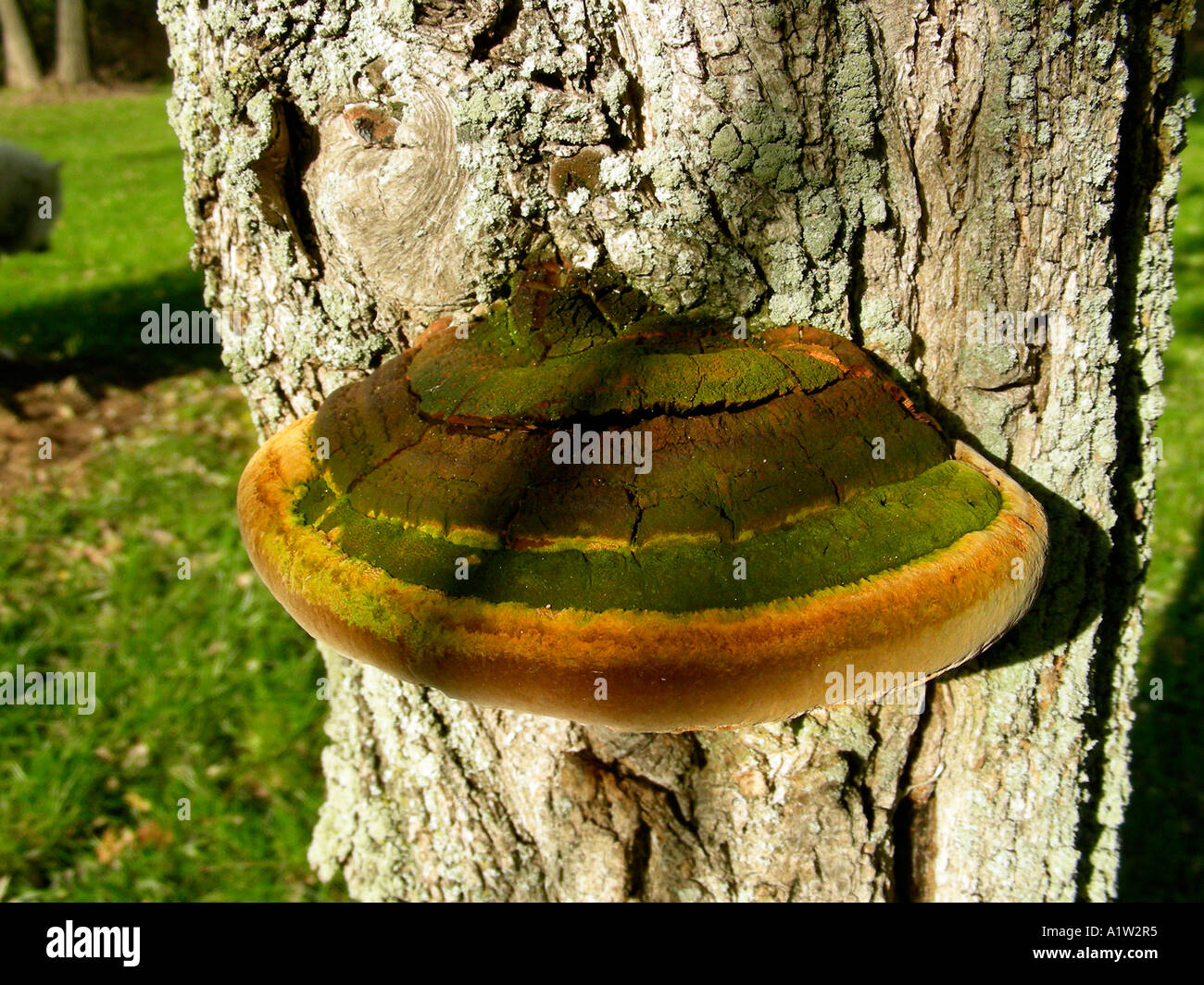 Tree trunk with fungus Stock Photo - Alamy