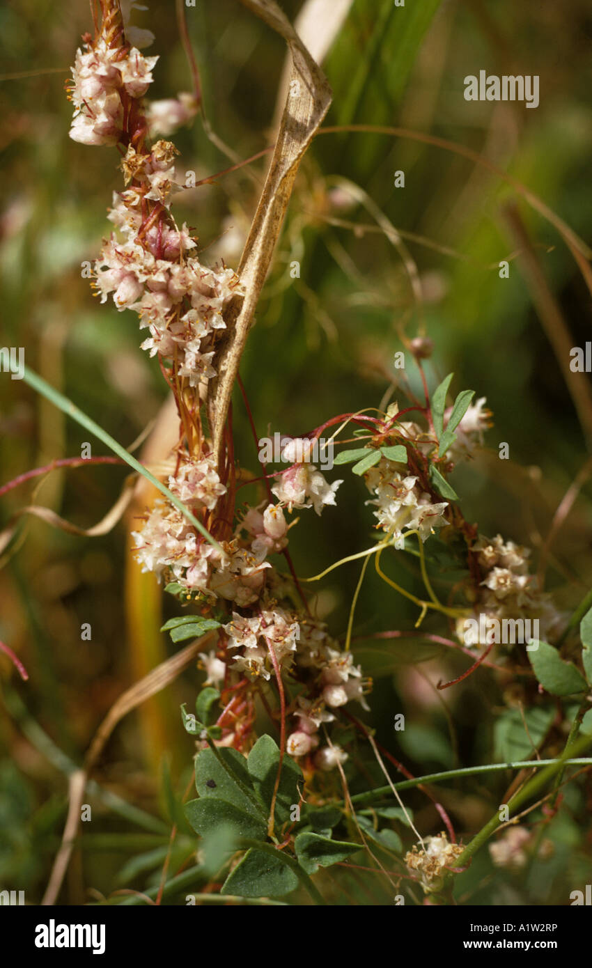 Common dodder Cuscuta epithymum flowers of parasitic plant Stock Photo