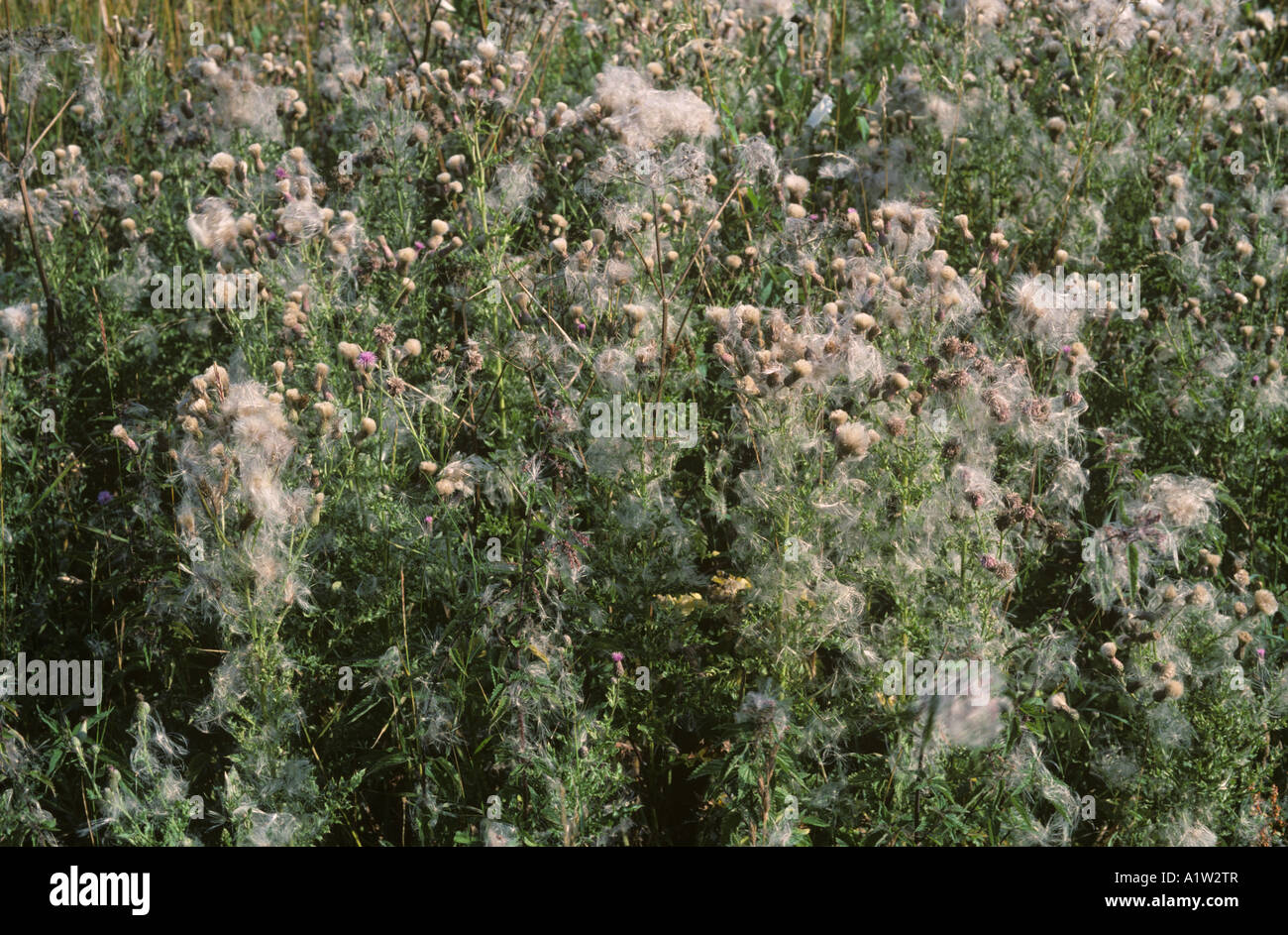 Creeping thistle Cirsium arvenstle open seedheads with thistledown Stock Photo