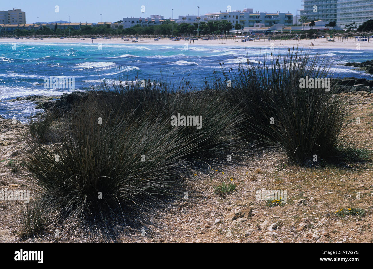 Sharp rush Juncus acutus established on beach sand dunes Mallorca Stock Photo