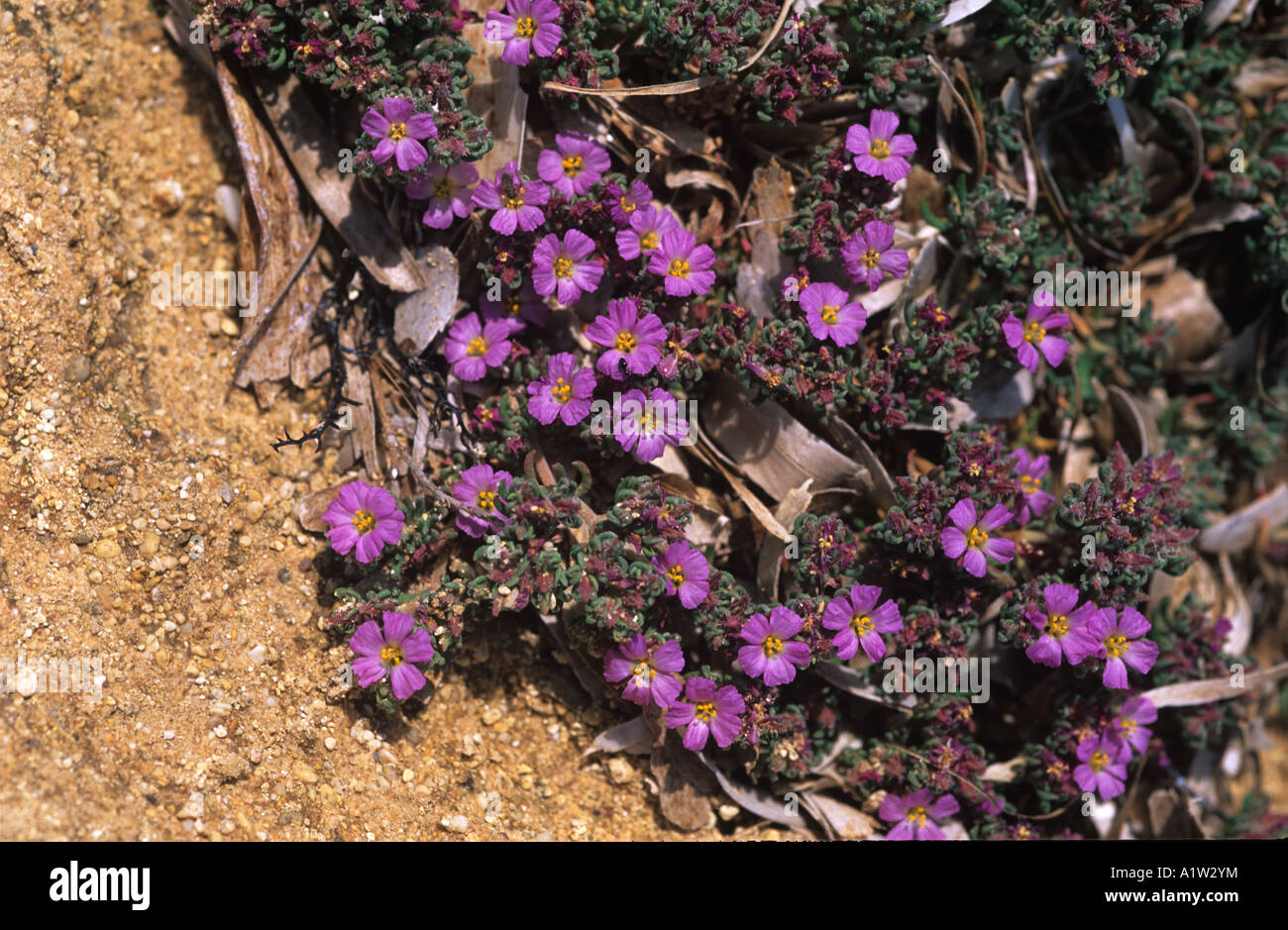 Frankenia hirsuta prostrate flowering plant Mallorca Stock Photo